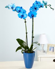 Esiz bir hediye 2 dall mavi orkide Dikmen lkadm iek gnderme sitemiz gvenlidir 