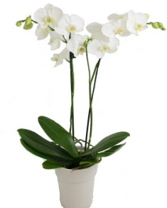 2 dall beyaz orkide Ankara Dikmen iek yolla 