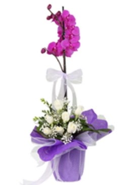 1 dal mor orkide ve 11 adet beyaz g�l Dikmen ankara �i�ek sipari�i �i�ek g�nderme 