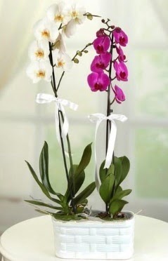 1 mor 1 dal beyaz thal orkide sepet ierisinde Ankara Dikmen Mrselulu hediye iek yolla 