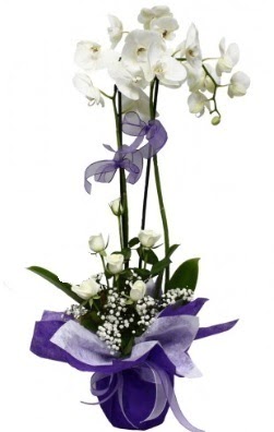 2 dall beyaz orkide 5 adet beyaz gl ieki Dikmen iek servisi , ieki adresleri 
