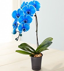 1 dall sper esiz mavi orkide Ankara Dikmen Mrselulu hediye iek yolla 