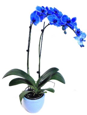 Seramikli 2 dall sper esiz mavi orkide ankara ieki Dikmen ucuz iek gnder 