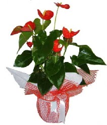 Antoryum saks� i� mekan s�s bitkisi ankara �i�ek�i Dikmen ucuz �i�ek g�nder 