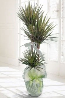 Marginata Tricolor ��l� Saks� bitkisi Ankara �i�ek sat��� Dikmen online �i�ek�i , �i�ek sipari�i 