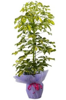 Schefflera Tekli �� mnekan saks� �i�e�i �i�ek�i Dikmen �i�ek servisi , �i�ek�i adresleri 
