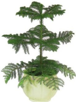 Araucaria Heterophylla i� mekan saks� Ankara Dikmen M�rselulu� hediye �i�ek yolla 