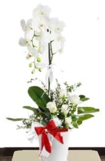 Tek dall beyaz orkide 5 beyaz gl Dikmen ankara iek maazas , ieki adresleri 