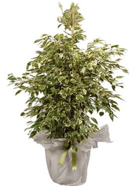 Orta boy alaca benjamin bitkisi Ankara Dikmen kaliteli taze ve ucuz iekler 