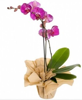 Tek dal mor orkide Ankara Dikmen Osmantemiz online iek gnderme sipari 