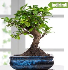 Bonsai japon a�ac� Ankara Dikmen 14 �ubat sevgililer g�n� �i�ek 