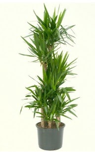 7 li yucca saks� bitkisi ankara �i�ek�i Dikmen ucuz �i�ek g�nder 