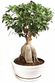 Bonsai japon a�ac� yaprak d�kmeyen Dikmen cicek , cicekci 
