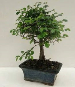 Bonsai saks� bitkisi japon a�ac� ankara �i�ek yolla Dikmen malazgirt �i�ek�i telefonlar� 