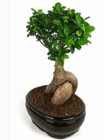 Bonsai saks� bitkisi japon a�ac� Dikmen ankara �i�ek ma�azas� , �i�ek�i adresleri 