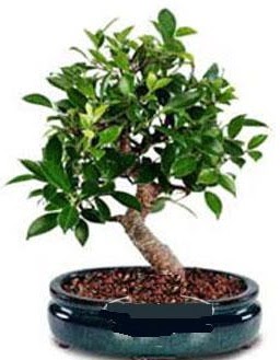 5 yanda japon aac bonsai bitkisi ankara iek yolla Dikmen malazgirt ieki telefonlar 
