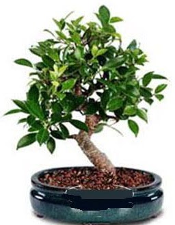 5 ya��nda japon a�ac� bonsai bitkisi ankara �i�ek yolla Dikmen malazgirt �i�ek�i telefonlar� 