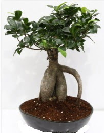 5 ya��nda japon a�ac� bonsai bitkisi Ankara Dikmen kaliteli taze ve ucuz �i�ekler 
