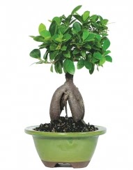 5 ya��nda japon a�ac� bonsai bitkisi Dikmen Harbiye ankara �nternetten �i�ek sipari�i 