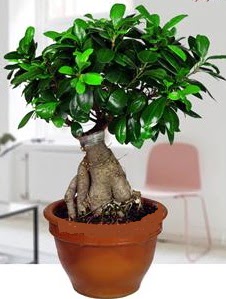 5 ya��nda japon a�ac� bonsai bitkisi Ankara Dikmen �lker �i�ek yolla , �i�ek g�nder , �i�ek�i  