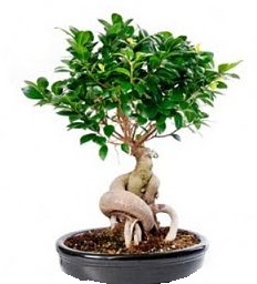 Bonsai Japon a�ac� saks� bitkisi Dikmen ankara �i�ek sipari�i �i�ek g�nderme 