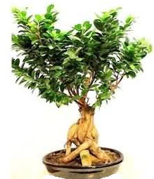 Bonsai Japon a�ac� saks� bitkisi Dikmen ankara �i�ek ma�azas� , �i�ek�i adresleri 