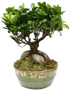Japon aac bonsai saks bitkisi Dikmen Keklikpnar iek siparii vermek 