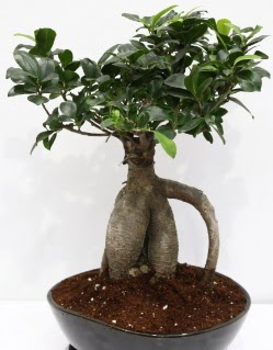 Japon a�ac� bonsai saks� bitkisi Dikmen cicek , cicekci 