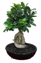 Japon aac bonsai saks bitkisi Dikmen Akpnar Ankara  hediye sevgilime hediye iek 