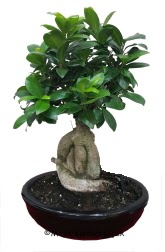 Japon a�ac� bonsai saks� bitkisi Dikmen Akp�nar Ankara  hediye sevgilime hediye �i�ek 