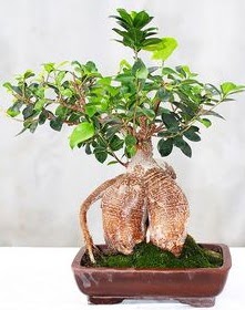 Japon a�ac� bonsai saks� bitkisi Dikmen Akp�nar Ankara  hediye sevgilime hediye �i�ek 