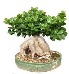 Japon a�ac� bonsai saks� bitkisi Ankara Dikmen cicekciler , cicek siparisi 