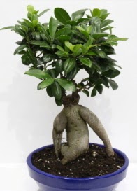 bonsai japon a�ac� saks� �i�e�i ankara �i�ek�i Dikmen ucuz �i�ek g�nder 