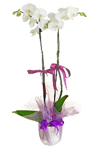 2 dall beyaz orkide sat Ankara Dikmen 14 ubat sevgililer gn iek 