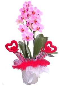 2 dall� mor orkide 2 kalp �ubuk Dikmen Keklikp�nar� �i�ek online �i�ek sipari�i 