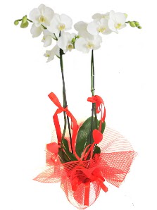2 dall beyaz orkide bitkisi Ankara Dikmen iek yolla 