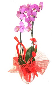 2 dall mor orkide bitkisi Ankara Dikmen 14 ubat sevgililer gn iek 