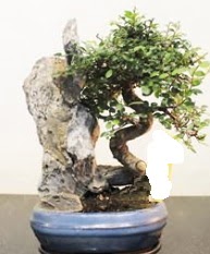 Japon a�ac� bonsai saks� bitkisi sat��� Ankara Dikmen kaliteli taze ve ucuz �i�ekler 
