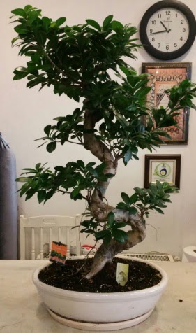 100 cm y�ksekli�inde dev bonsai japon a�ac� Dikmen Keklikp�nar� �i�ek sipari�i vermek 