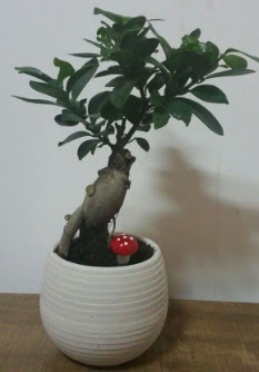 Bonsai japon a�ac� saks� �i�e�i Ankara Dikmen Osmantemiz online �i�ek g�nderme sipari� 