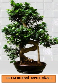 85 CM Japon a�ac� Bonsai saks� bitkisi Dikmen Akp�nar Ankara  hediye sevgilime hediye �i�ek 