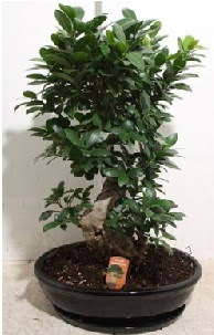 75 CM Ginseng bonsai Japon a�ac� Dikmen Keklikp�nar� �i�ek online �i�ek sipari�i 