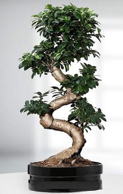 90 CM Japon A�ac� Bonsai saks� �i�e�i Ankara Dikmen �i�ek sipari�i sitesi 