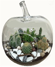 Terrarium tanzim elma camda 5 kakt�s Dikmen ankara �i�ek ma�azas� , �i�ek�i adresleri 