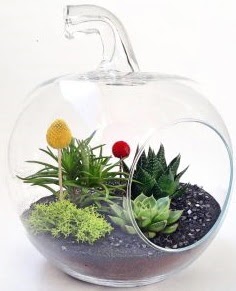 Elma Terrarium orta boy 5 kakt�s Ankara Dikmen kaliteli taze ve ucuz �i�ekler 