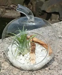 Elma k���k boy terrarium 1 kakt�s �i�ek�i Dikmen �i�ek servisi , �i�ek�i adresleri 