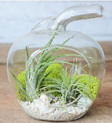 Elma terrarium k���k boy 2 kakt�s A�a�� Dikmen ankara �i�ek�i telefonlar� yurti�i ve yurtd��� �i�ek sipari�i 
