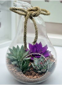 Orta boy armut 3 kakt�s terrarium Ankara Dikmen kaliteli taze ve ucuz �i�ekler 