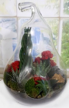5 adet kakt�s orta boy armut terrarium Dikmen ankara �i�ek ma�azas� , �i�ek�i adresleri 