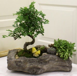 A�a� k�t�k i�erisinde Bonsai ve Kakt�s Ankara Dikmen kaliteli taze ve ucuz �i�ekler 